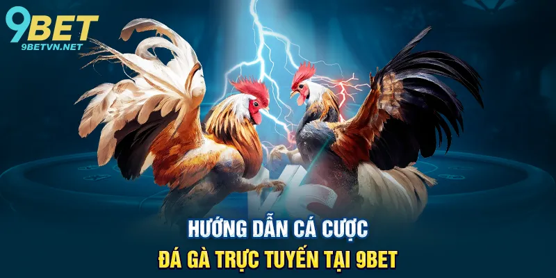 Hướng dẫn cá cược đá gà trực tuyến tại 9BET