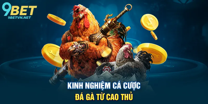 Kinh nghiệm cá cược đá gà từ cao thủ