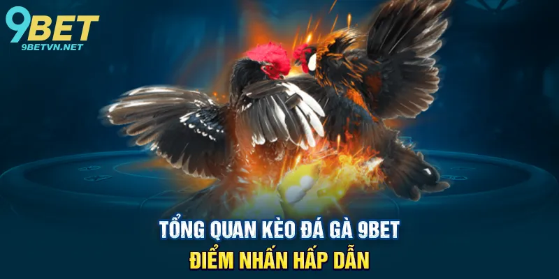 Tổng quan Kèo đá gà 9BET – Điểm nhấn hấp dẫn